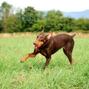 Bola Chuckit Ultra Ball Medio - 2 unidades - New York Pets