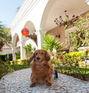 Bola Chuckit! Ultra Ball XG para Cachorro - New York Pets