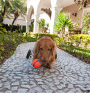 Bola Chuckit! Ultra Ball XG para Cachorro - New York Pets