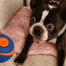 Bola Chuckit Ultra Squeaker Com Apito - 1 Unidade - New York Pets