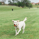 Bola Chukit Breathe Right Pequeno - 2Unidades - New York Pets