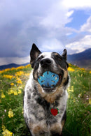 Bola JW Crackle Ball com Garrafa Pet - New York Pets