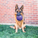 Bola Kong FlexBall Grande - New York Pets