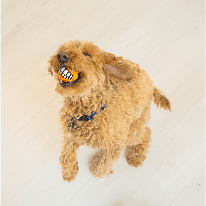 Bola KONG Grinz Peixinho – Bolinha Divertida com Efeito Sorriso para Cães - New York Pets