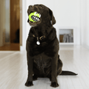 Bola KONG Grinz Sapinho – Bolinha Divertida com Efeito Sorriso para Cães - New York Pets