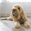 Bola Kong Grinz Variety para Cachorro - New York Pets