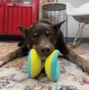 Bola Kong Rerun Whoosh para Cachorro - New York Pets