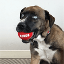 Bola Kong Signature Sport Balls - Kit de Bola Kong - New York Pets