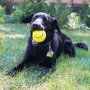 Bola Kong Squeezz Tennis com Apito - New York Pets