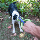 Brinquedo cabo de guerra cachorro Corrente Tripla Invincible Grande - New York Pets