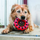 Brinquedo Kong Dotz Circulo com Apito - New York Pets