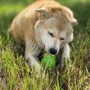 Brinquedo Mordedor Recheável Gnomo Sodapup Para Cachorro - New York Pets