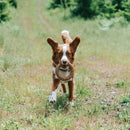 Brinquedo Osso para cachorro Nylon Rosquinha Pet Qwerks BarkBone Chew Ring - New York Pets