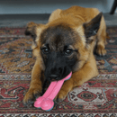 Brinquedo para filhotes Kong ChewStix Puppy Curved - New York Pets