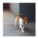 Brinquedo Recheável Caveirinha Pet Games - New York Pets