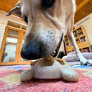 Brinquedo Recheavel de Tartaruga – Sodapup - New York Pets