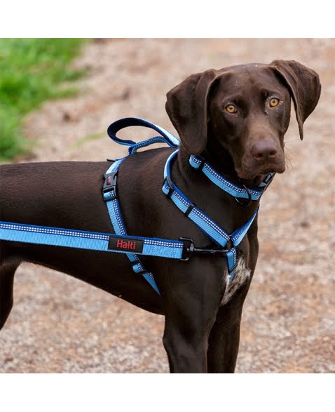 Coleira peitoral para cachorro Halti walking harness anti puxão