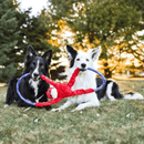 Cabo de Guerra de Pelucia modelo Macacos da Zippy Paws - New York Pets