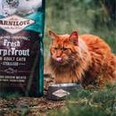 CARNILOVE Fresh Carp & Trout para Gatos Castrados: A dieta "raiz" para quem vive no sofá - New York Pets
