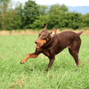 Chuckit! Ultra Ball XX Large - New York Pets