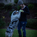 Chuckit! Ultra Fetch Stick Max Glow Bastão Brilha no Escuro - New York Pets