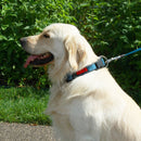 Coleira Kong Nylon Colar Para Cachorro - New York Pets