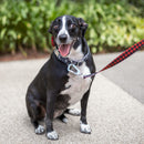 Coleira para Cachorro Dog.U Estampa Rock - New York Pets