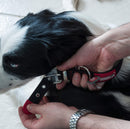 Coleira Petmate Dogzilla para Cachorro - New York Pets