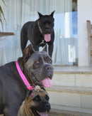 Coleira Petmate Dogzilla para Cachorro - New York Pets