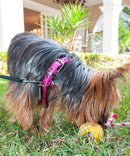 Coleira Petmate Dogzilla para Cachorro - New York Pets