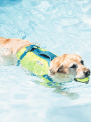 Colete Salva Vidas para Cachorro Outward hound Standley Sport - New York Pets