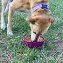 Comedouro Lento e Tapete de Lamber Garden of Eatin - Sodapup - New York Pets