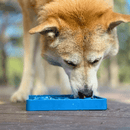 Comedouro Lento Waiting Dogs etray Sodapup Para Cachorro - New York Pets
