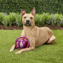 Disco Kong Jumbler Disc com bola - New York Pets