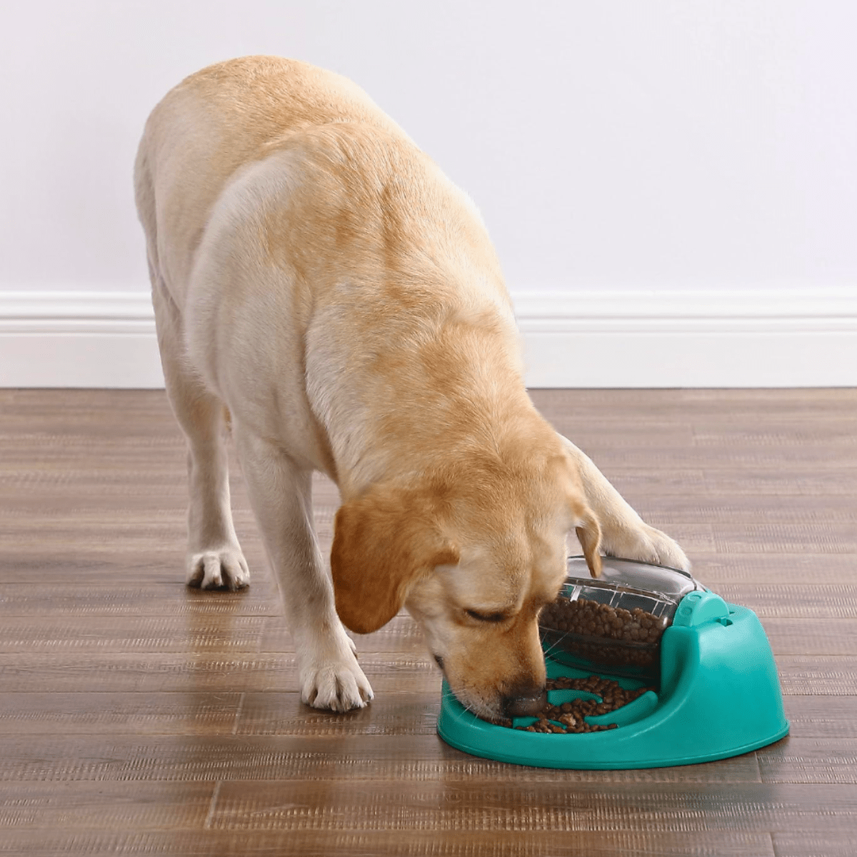 Dog Spin N' Eat Nina Ottosson Brinquedo Interativo e Comedouro Lento