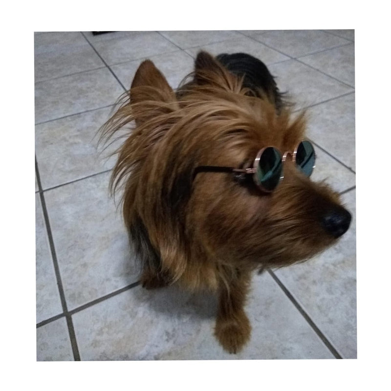 Óculos De Sol para cachorro e Gato de porte pequeno NYP