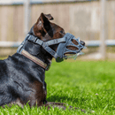 Focinheira Baskerville INVISA - Tamanhos 1 a 6 - New York Pets