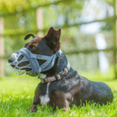 Focinheira Baskerville INVISA - Tamanhos 1 a 6 - New York Pets