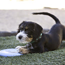 Frisbee Kong Puppy Flyer para Filhote - New York Pets