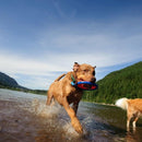 Frisbee para cachorro Disco Chuckit! Zipflight - New York Pets