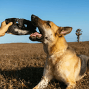 Glamuroso Mordedor para Cachorro - AlecrimPet - New York Pets