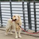 Guia de Corda Kong Rope Leash Refletivo 1 - New York Pets