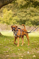 Guia Multiuso para cachorro Halti Ponta Dupla - New York Pets