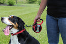 Guia Retrátil Cães Kong Explore Leash Grande 7.5m - New York Pets