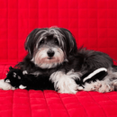 Jigglerz Pelucia Para Cachorro da Zippy Paws - New York Pets