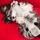 Jigglerz Pelucia Para Cachorro da Zippy Paws - New York Pets