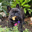 Kit Casco de Boi com 3 unidades 100% Natural - Puretoy - New York Pets