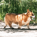 Kit de Bolas para Cachorro Chuckit - EcoFetch Edição Limitada - New York Pets