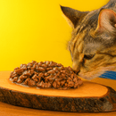 Kit de Sache para Gato - Relax Carnilove - New York Pets