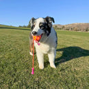 KONG Bunji High - Viz Ball Assorted – Bola para Cachorro - New York Pets